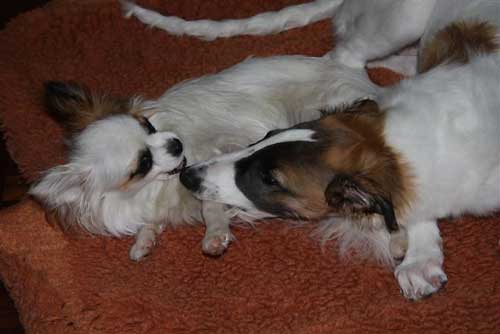 borzoi
