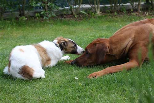 borzoi