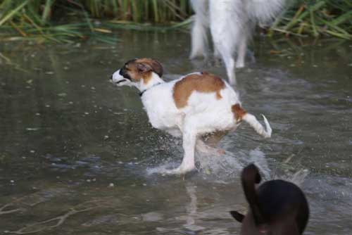 borzoi