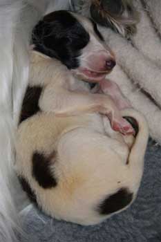 borzoi
