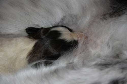 borzoi
