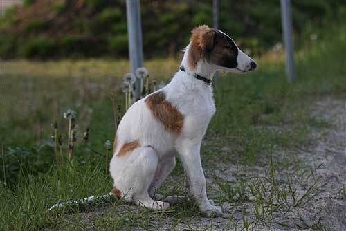 borzoi