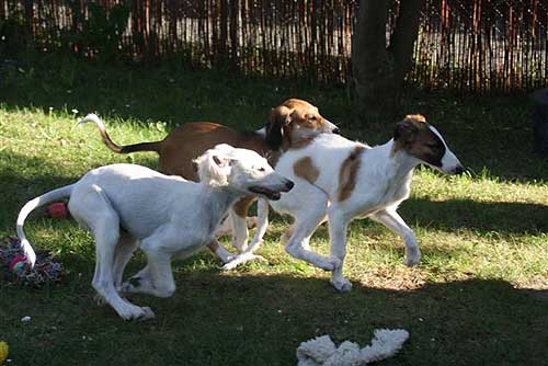 borzoi