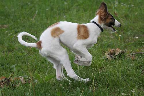 borzoi