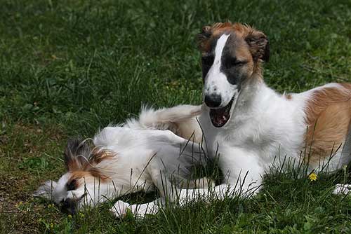 borzoi