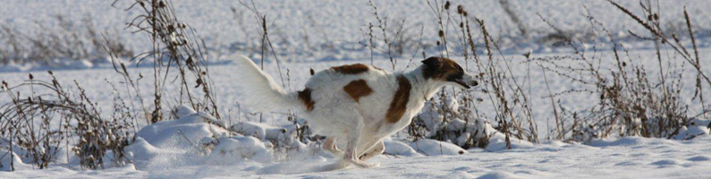 borzoi