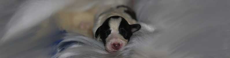 borzoi