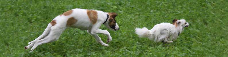 borzoi