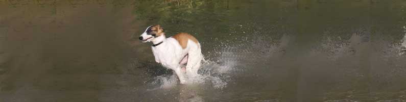 borzoi