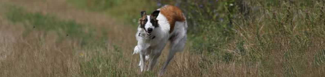 borzoi