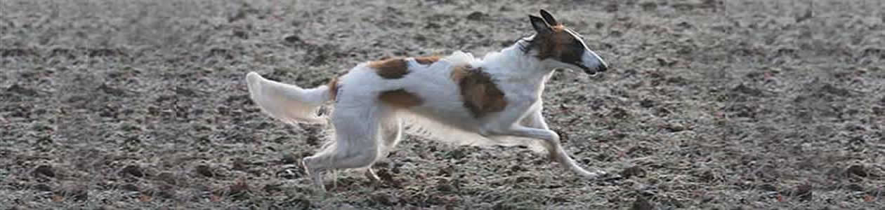 borzoi