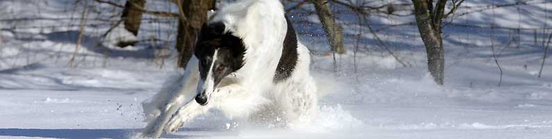 borzoi