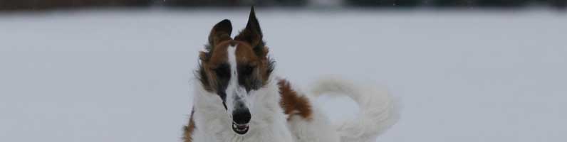 borzoi